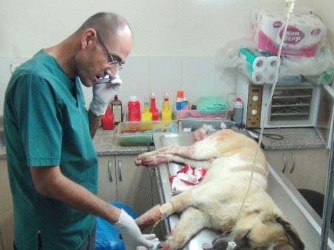 Tierarzt behandelt Hund