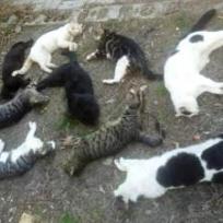 Mahmutlar: 30 Katzen vergiftet