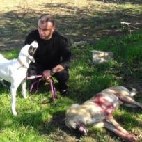 Manavgat: Strassenhund erschossen