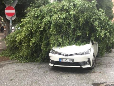 Baum liegt auf Auto