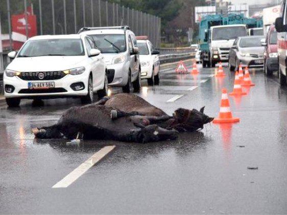 Verletzte Pferde liegen auf einer Strasse