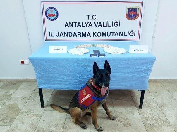 Polizeihund vor Tisch mit Kokain