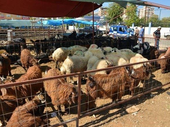 Schafe und Ziegen stehen in einem Gatter