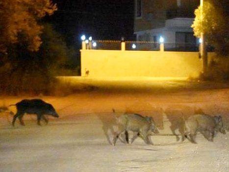 Drei Wildschweine laufen über die Strasse
