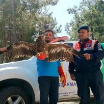 Alanya: Jandarma rettet verletzten Adler