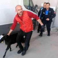 Manavgat: Ziegen laufen in Werkstatt