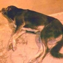 15 Strassenhunde in Kas erschossen