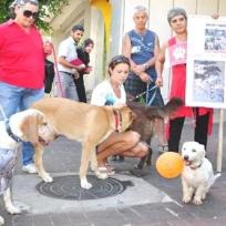 Alanya: Tierschützer demonstrieren