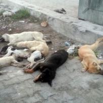 Korkuteli: Acht Hunde vergiftet