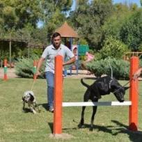 Antalya: Schule für Strassenhunde