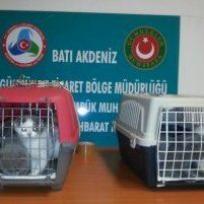 Flughafen Antalya: Katzen geschmuggelt