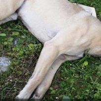 Strassenhunde in Kargicak vergiftet