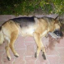 Strassenhunde in Korkuteli vergiftet