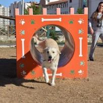 Hunde-Übungsplatz in Antalya