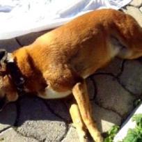 Korkuteli: Vierzig Hunde vergiftet
