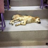 Antalya: Strassenhund im Hörsaal